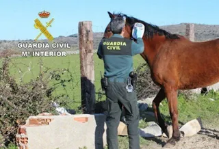 65 detenidos y desmantelada la red que comerciaba con carne de caballo adulterada