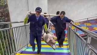 Pueting cerdo