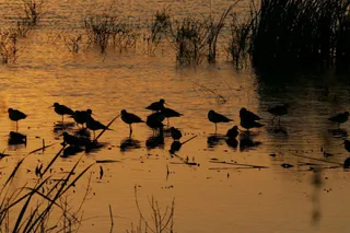 Aves migratorias. Foto de archivo.