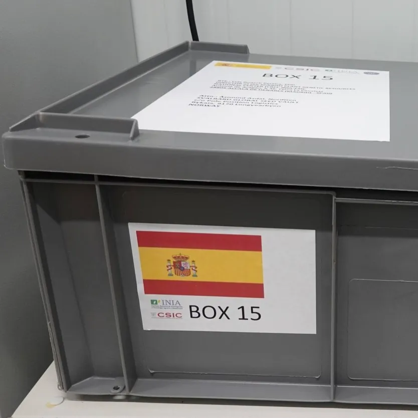 Semillas del olivo llegan a Svalvard2