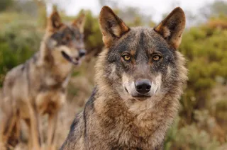 Dos ejemplares de lobo ibérico. | EP