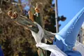 La devoción por el Santo Entierro llena de fe y pasión las calles de Salamanca en la Semana Santa 2026