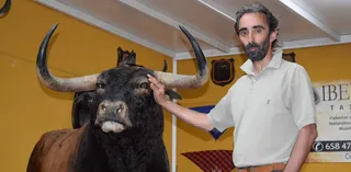José Luis Martín Moro, taxidermista en Salamanca junto a un toro de la ganadería de Samuel Flores. Fotos Verónica Tapia