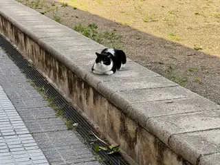 Gato callejero en la plaza del Maestro Luna | Imagen de archivo