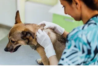 Perro en el veterinario. Foto EP