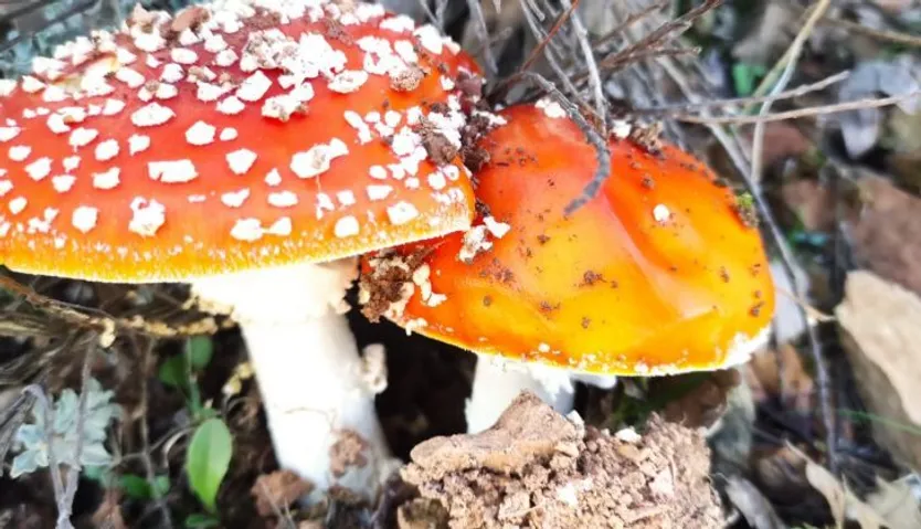 amanita muscaria