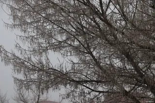 árboles frío, niebla, nieve (4)