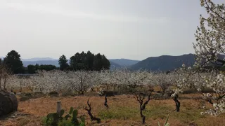 Almendros en flor en La Fregeneda | Verónica Tapia