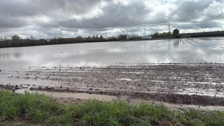 Zonas de cultivo afectadas. UPA Salamanca