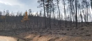 Terreno de Monsagro tras el incendio | Foto de archivo