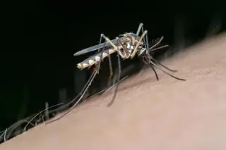 Mosquito Portador Del Virus De La Fiebre Del Nilo Occidental. Foto Junta De Andalucía