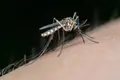 Mosquito Portador Del Virus De La Fiebre Del Nilo Occidental. Foto Junta De Andalucía