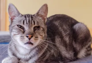 Ciudad Gatos Eros