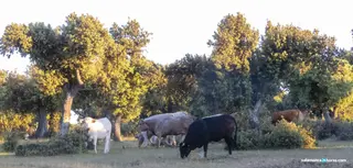 Vacuno carne mayo Rosa F (1)