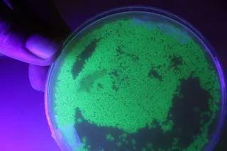 Bacterias luminiscentes creadas en el Edificio Departamental de Biología de la USAL por el equipo del doctor Raúl Rivas. Foto Andrea M.