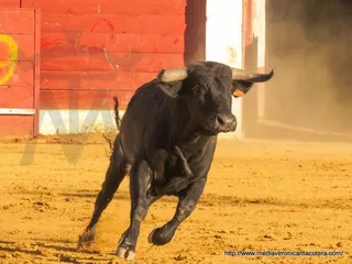 Concurso de fotografía taurina en Macotera