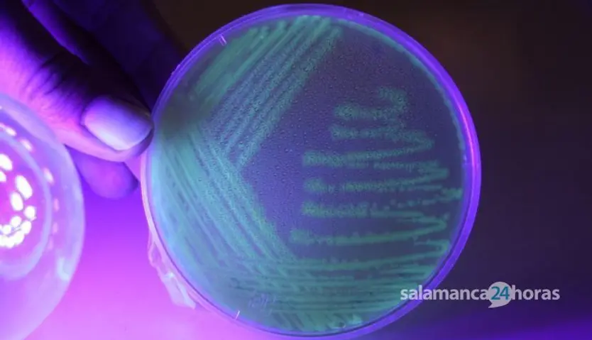 Bacterias luminiscentes creadas en el&nbsp;Edificio Departamental de Biología de la USAL por el equipo del doctor Raúl Rivas. Foto Andrea M.