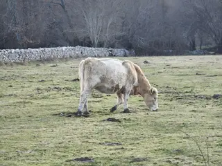 Vacas en el campo. Archivo. S24H