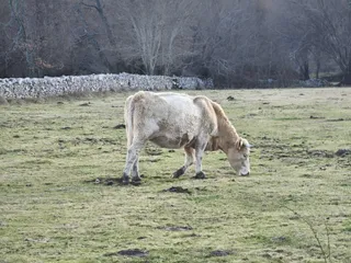 Vacas en el campo. Archivo. S24H
