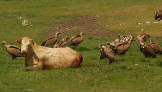 Buitres vaca