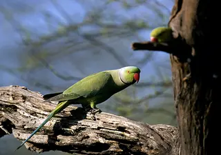 Cotorra de kramer | SEO/BirdLife