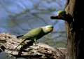 Cotorra de kramer | SEO/BirdLife