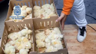 Pollitos