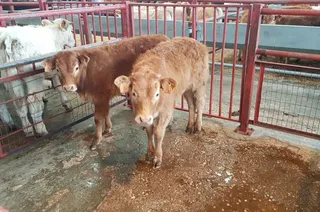 Vacuno mercado