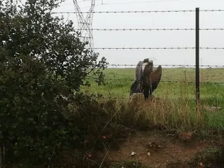 El buitre leonado hallado en el Parque de Valcuevo