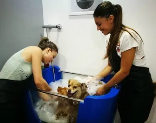 Miss León enfocará su proyecto social a la concienciación animal