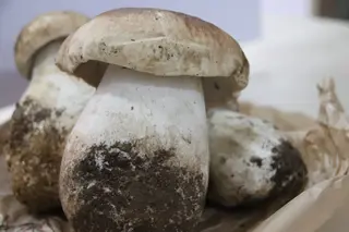 Boletus