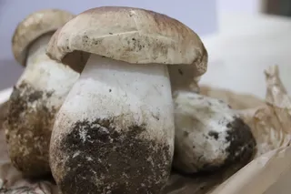 Boletus