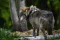 Imagen de un lobo | Europa Press