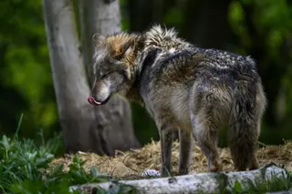 Imagen de un lobo | Europa Press
