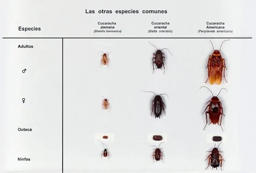 Especies de cucarachas
