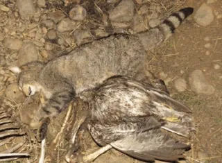 Ecologistas en Acción denuncia el exterminio de especies protegidas en un coto de Villomar
