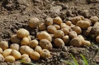 Cultivo de patatas