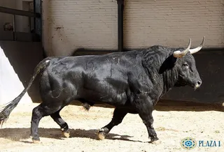 Toros de Valdefresno para San Isidro