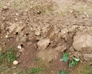 Daños de los topillos en el campo de Salamanca | ASAJA