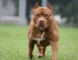 Perro de raza American Stanford | Fotografía Verde y Azul