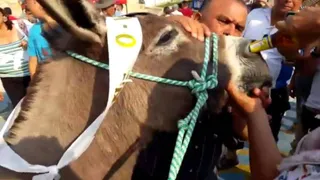 Burro bebe cerveza