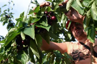 Jornalero cogiendo cerezas. Foto Gustavo Valiente | EP