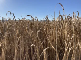 Cultivo de cereal