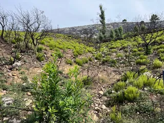 Paso de los lobos hacia Monsagro (25)