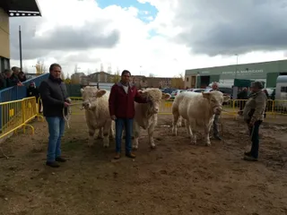Feria de San Andres en Ciudad Rodrigo (6)