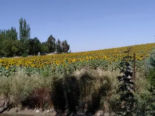 Girasol en Barbadillo (2)