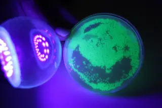 Bacterias luminiscentes creadas en el Edificio Departamental de Biología de la USAL por el equipo del doctor Raúl Rivas. Foto Andrea M.