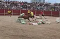Mini bueyes y Gran Prix en Carbajosa | Imágenes Ayuntamiento de Carbajosa de la Sagrada