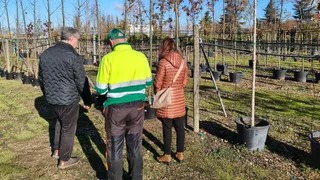 Carbajosa incorporará 42 nuevos árboles a sus zonas verdes | Ayuntamiento de Carbajosa