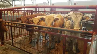 Terneros en el Mercado de Ganados | Imagen de archivo